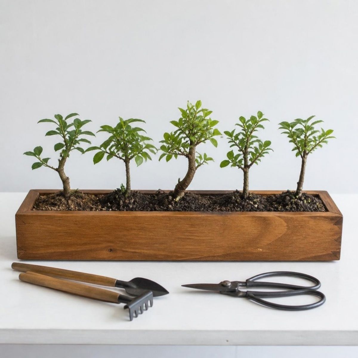 Wooden planter box with five small bonsai seedlings and tools