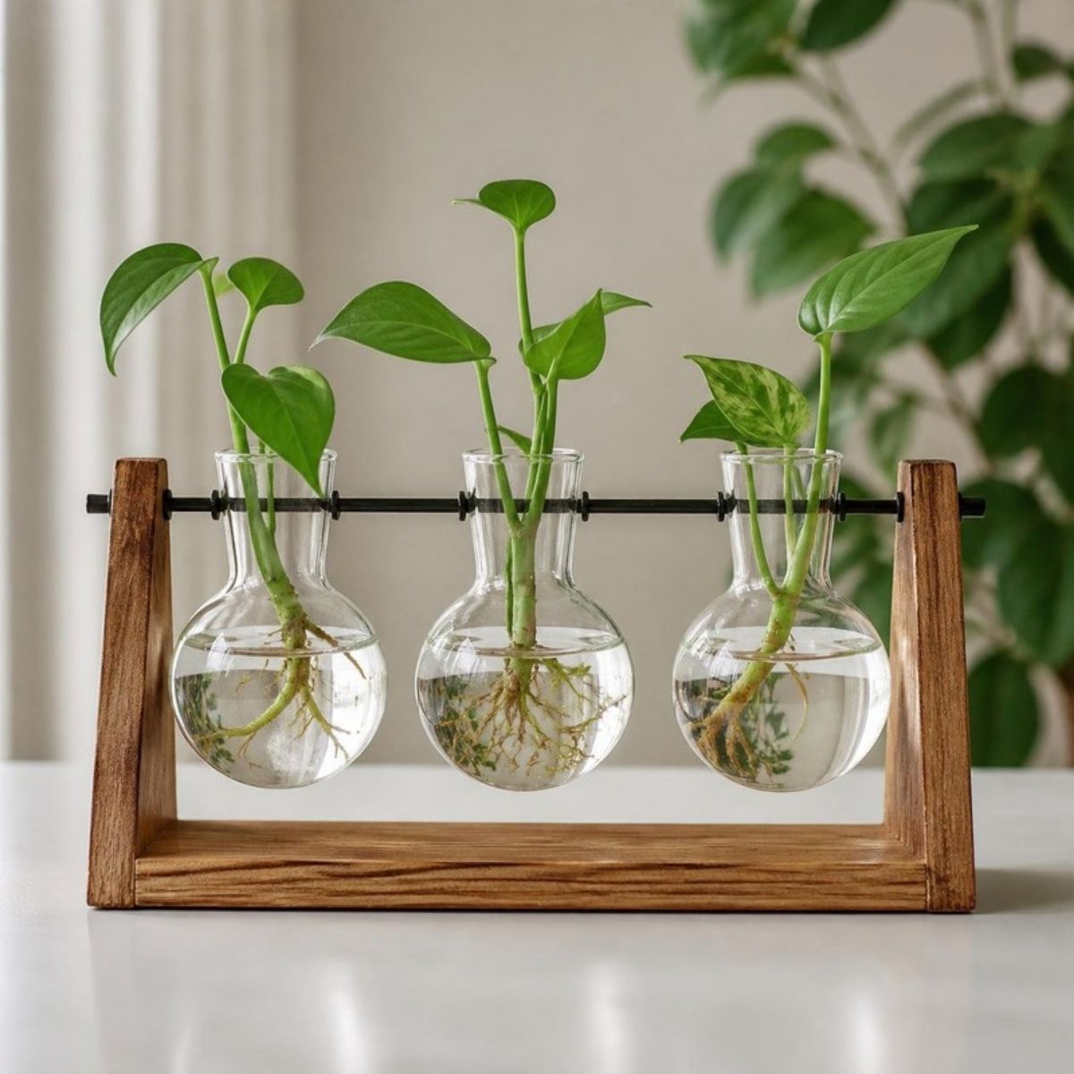 Three glass bulb vases with green plant cuttings on a wooden stand